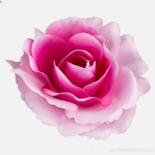 11cm Tonal Deep Pinks Open Rose